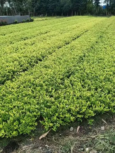 高速绿化工程植物纤维毯 高速绿化工程植物纤维毯